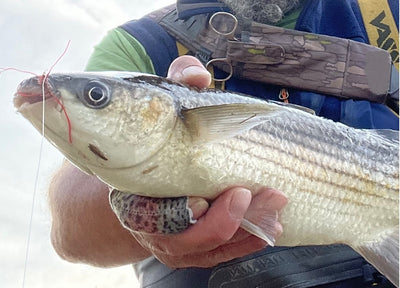 Turrall Top Tips: Fly Fishing for Mullet - VIDEO