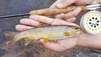 Turrall Top Tips - Small Stream Dry Fly Fishing - VIDEO