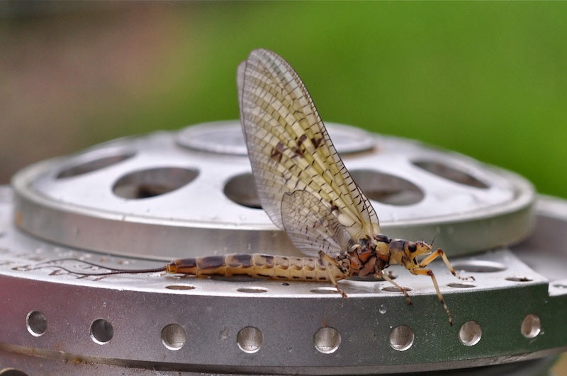 Detached Mayfly - How to Tie