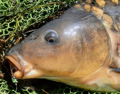 Turrall Top Tips - Fly Fishing for Carp - VIDEO