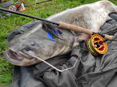 Carp and Catfish on the Fly