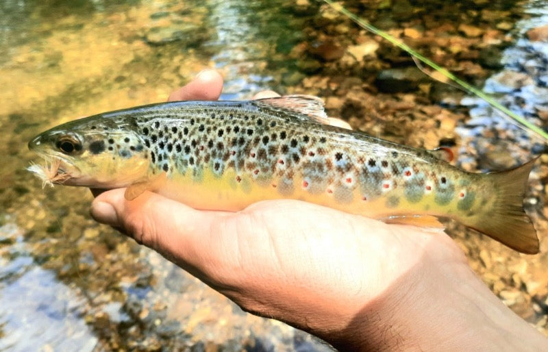 Turrall Top Tips: How to catch more fish on dry flies!