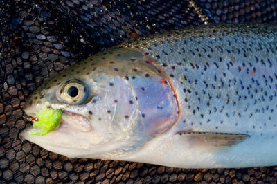 Turrall Top Tips: Stillwater Fishing - VIDEO