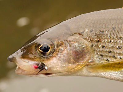 Grayling on the Fly: Patterns and Tactics for Autumn Fishing