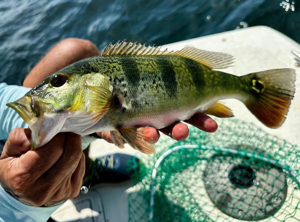 Turrall Top Tips: Peacock Bass