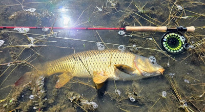 Fly Fishing in Portugal: Wild carp and bass at the mighty Alqueva Lake