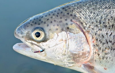 How to fish the static buzzer: The ultimate fly fishing tactic for fussy small water trout?