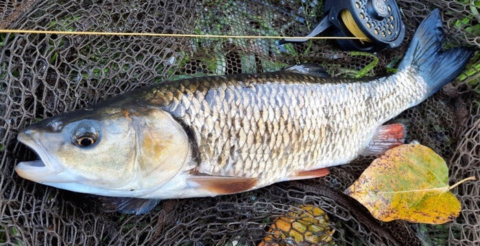 Live session: River fly fishing for chub and perch
