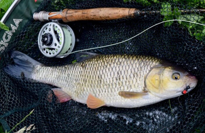 Fly fishing for chub: Mixed fortunes on a rising River Tone