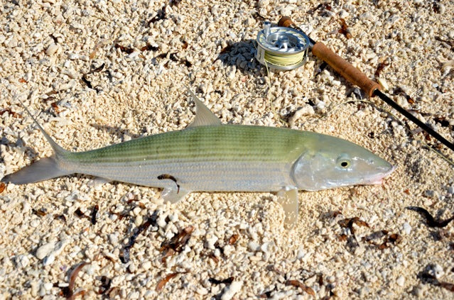 Fly Fishing in Mauritius - Bonefish and more