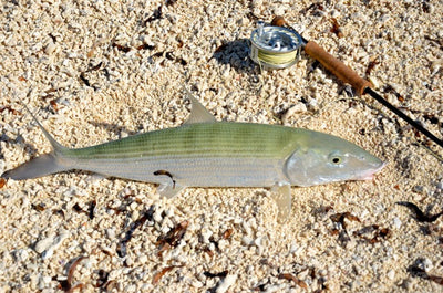 Fly Fishing in Mauritius - Bonefish and more