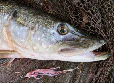 Stillwater pike fly fishing with Gary Pearson and Dom Garnett