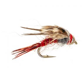 DOWNEYS RED SHELLBACK