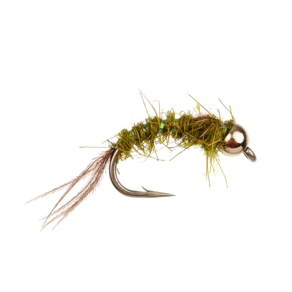 OLIVE GRUB