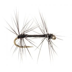 KNOTTED MIDGE