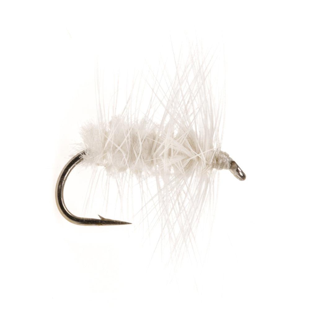 WHITE MOTH