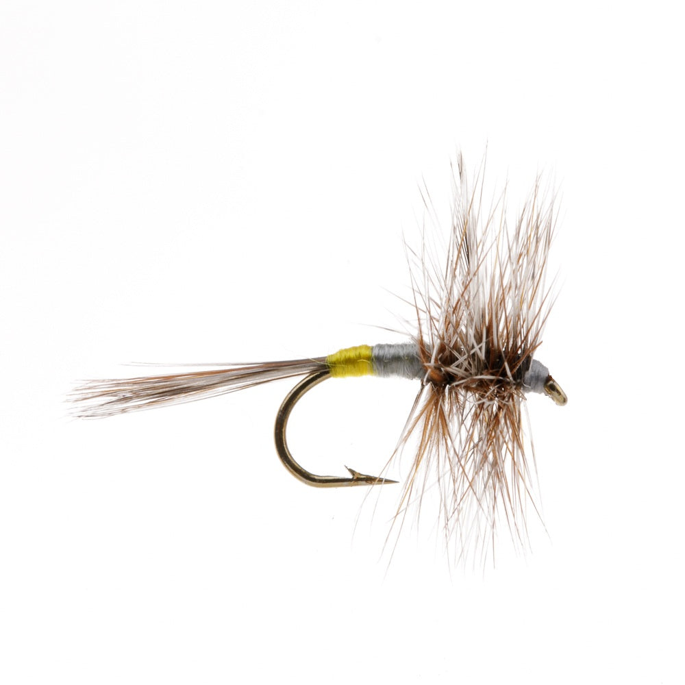 ADAMS FEMALE