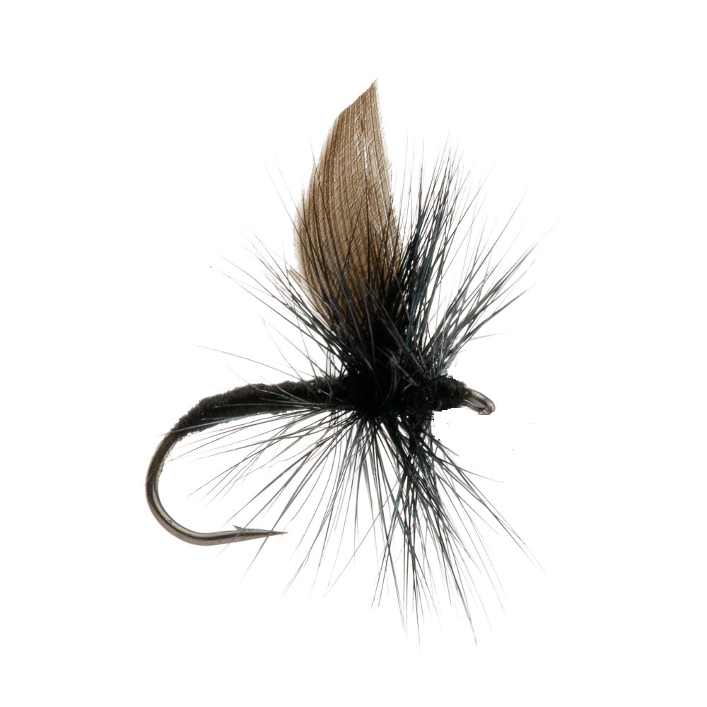 BLACK GNAT