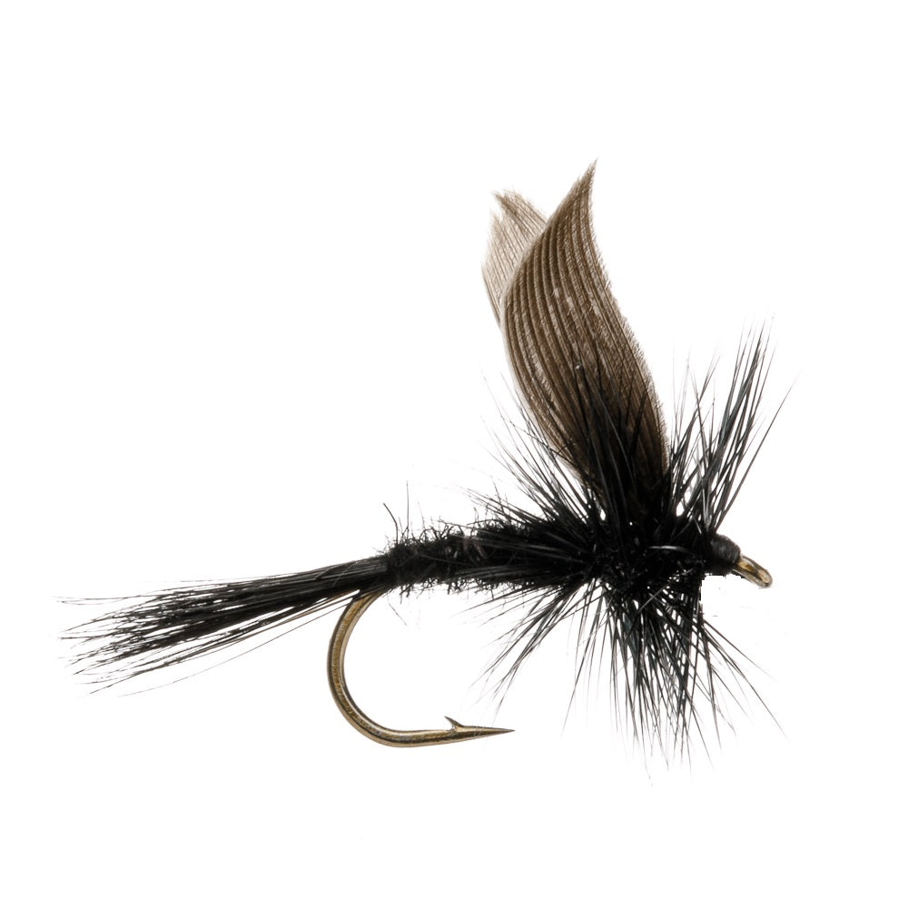 BLACK GNAT BLACK