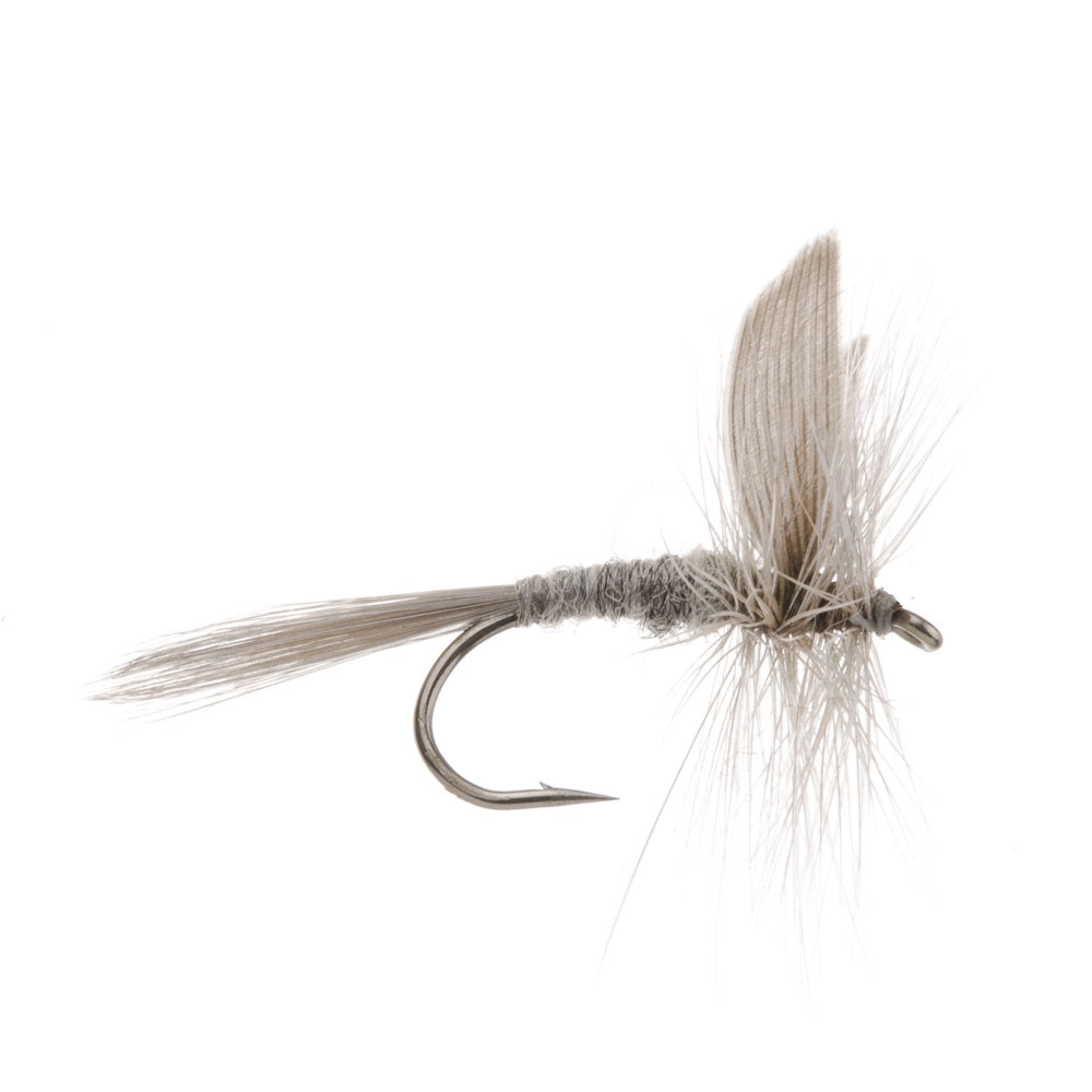 BLUE DUN DRY WINGED
