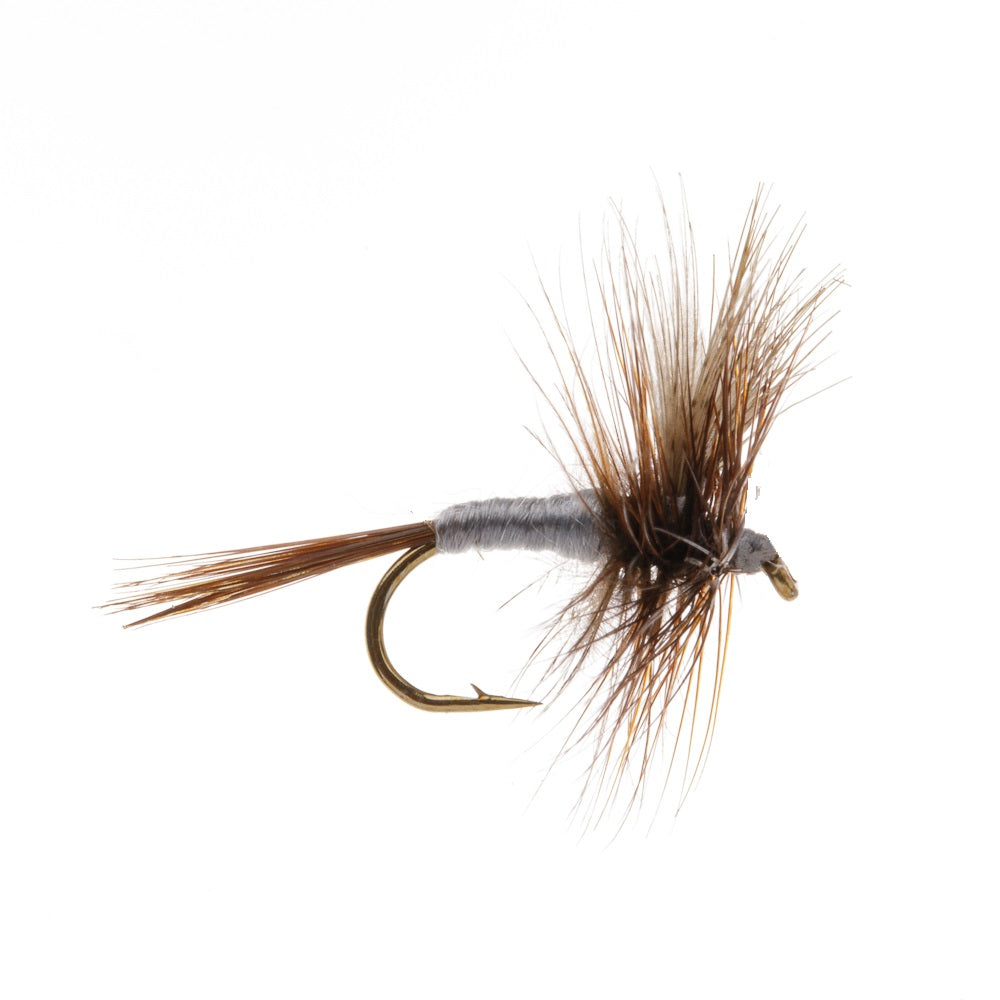 CAHILL-DARK DRY WINGED