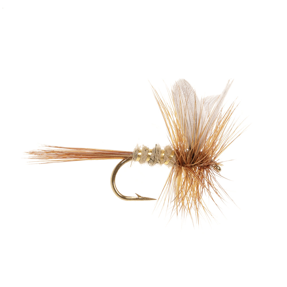 GOLD RIBBED HARE'S EAR DRY WINGED