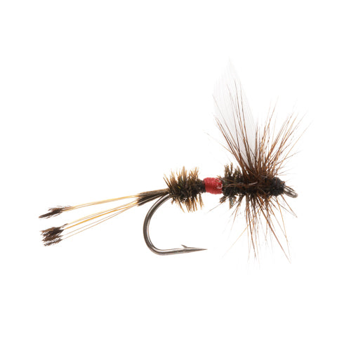 ROYAL COACHMAN