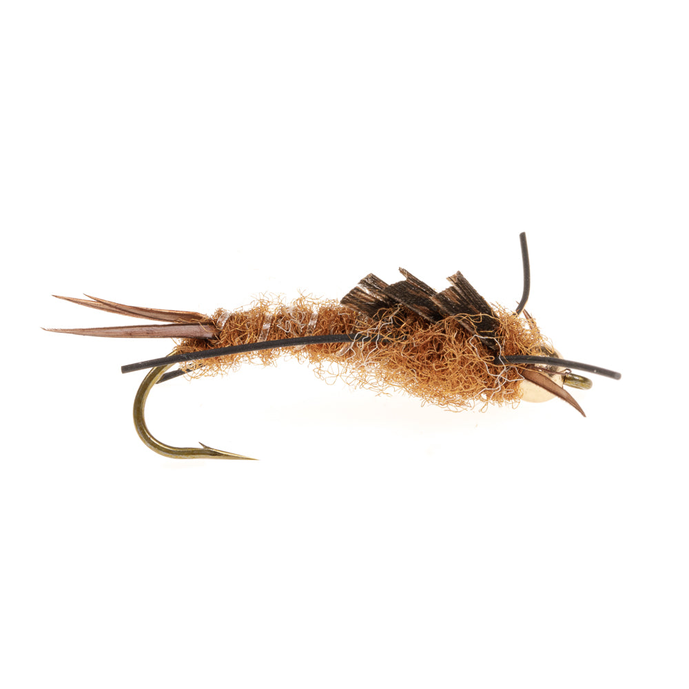 BROWN STONEFLY