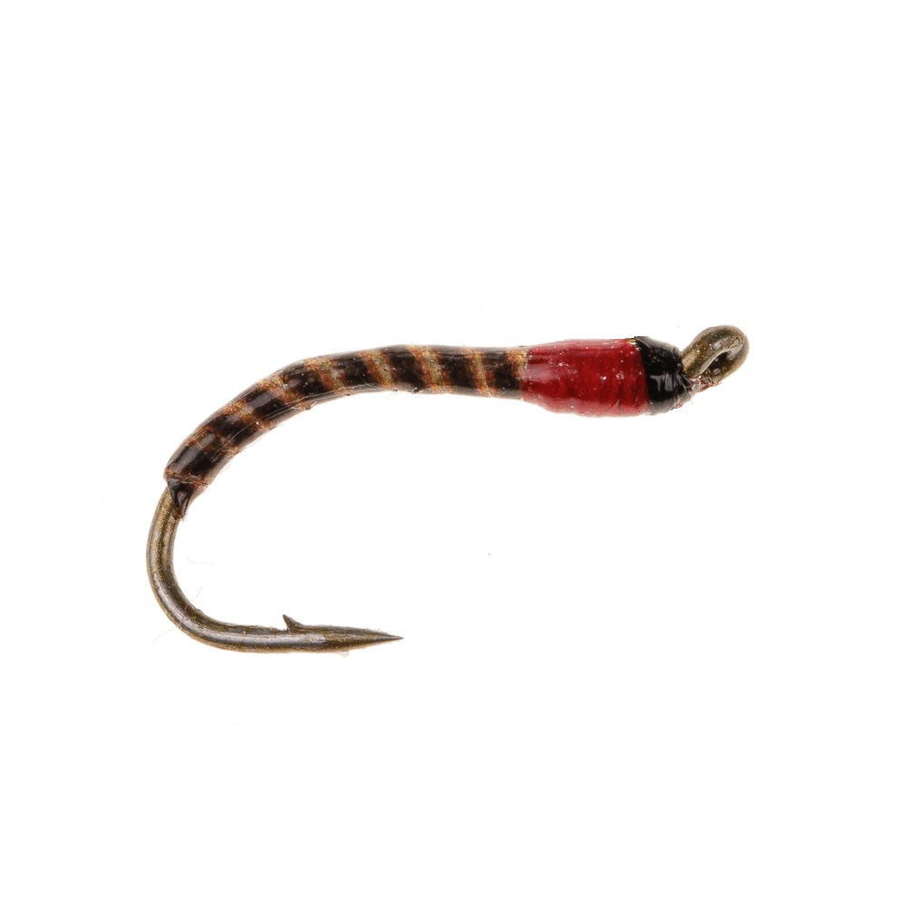 RED SEDGE BUZZER