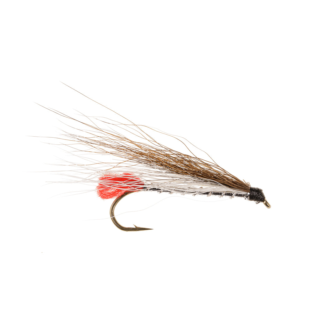 BLACK NOSE DACE