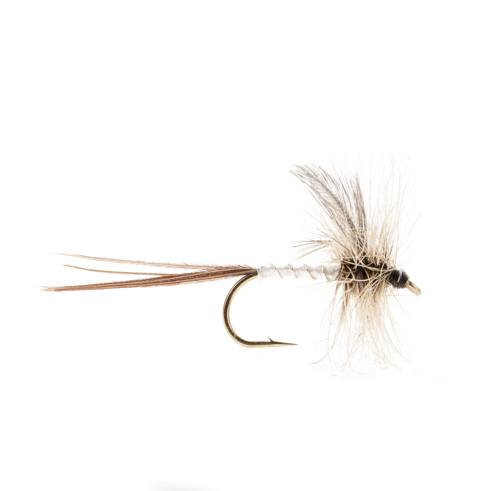 SPENT MALE MAYFLY