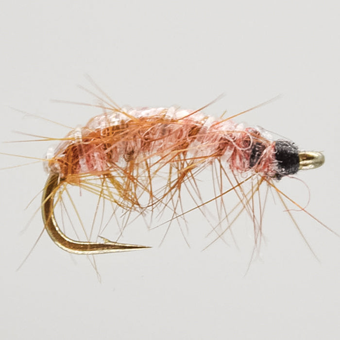 SHRIMP - Pink