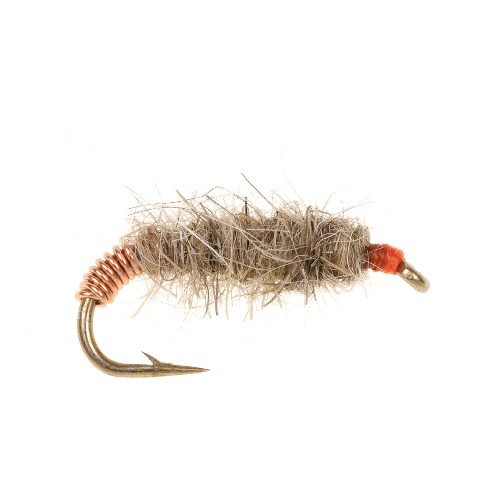 KILLER BUG