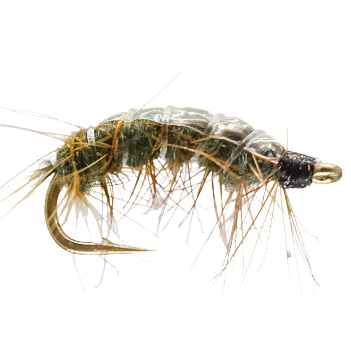 SHRIMP - Green