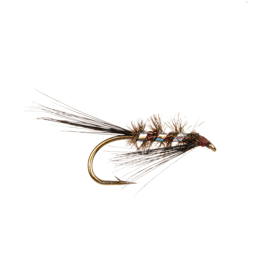 DIAWL BACH-BLACK