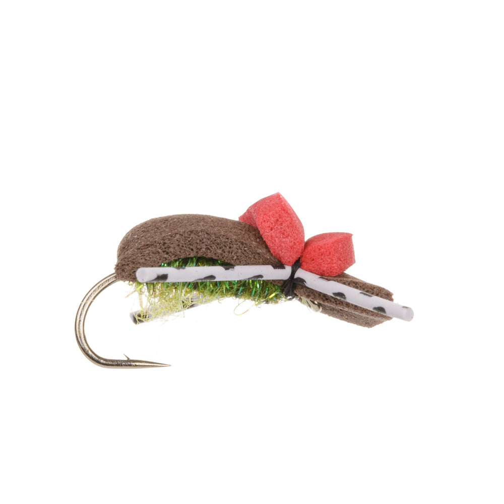 BROWN FOAM BEETLE