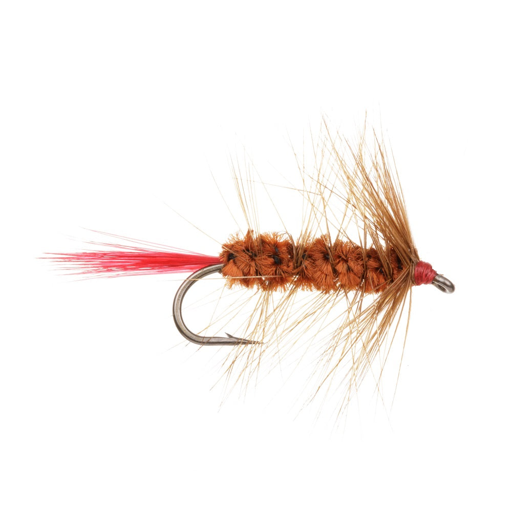 Wooly Worm - Brown