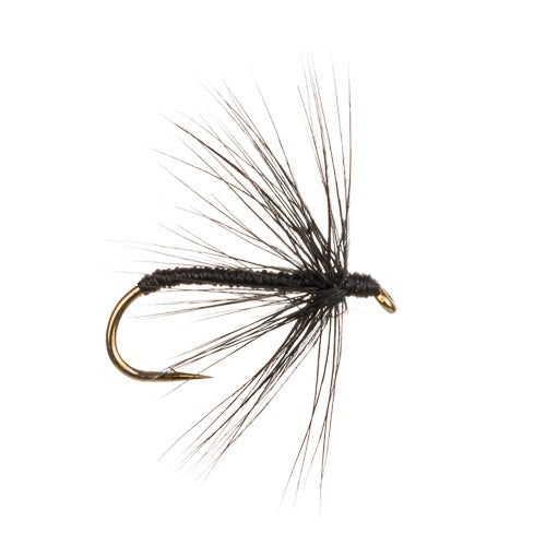 BLACK SPIDER WET WINGED