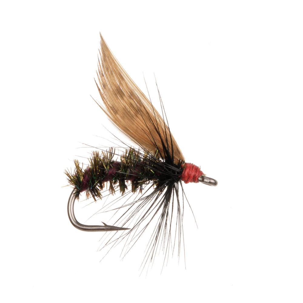 ALDER WET WINGED