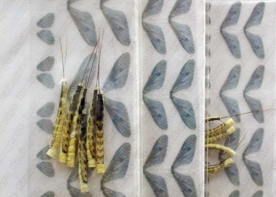 Ephemera Danica Body & Wings