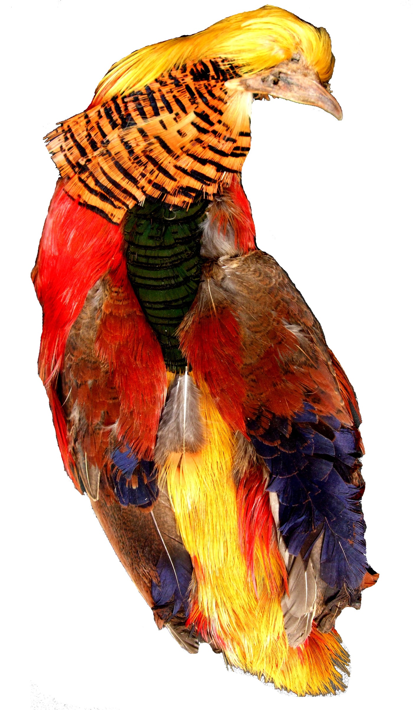 GOLDEN PHEASANT