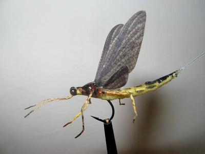 Ephemera Danica Body & Wings
