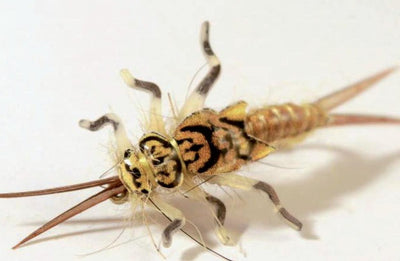 Realistic Stonefly Nymph Wing Buds & Back