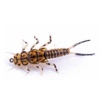 Stone Fly Body & Tails