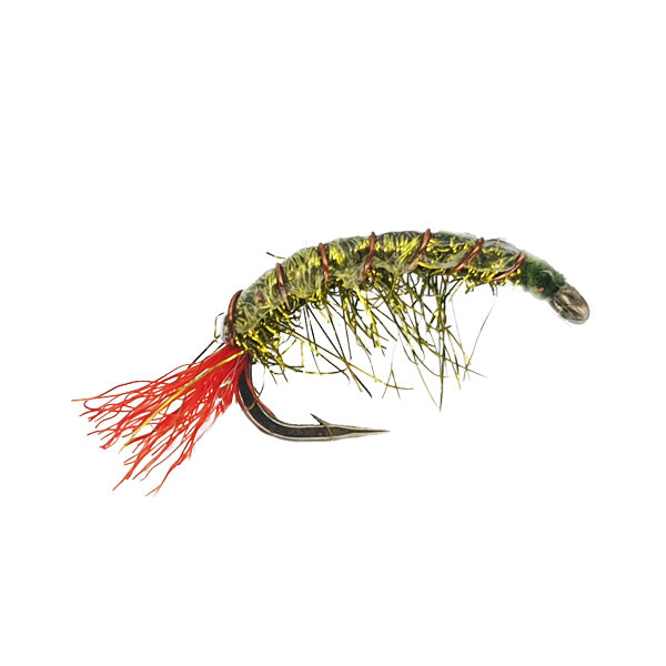 MULLET SHRIMP OLIVE
