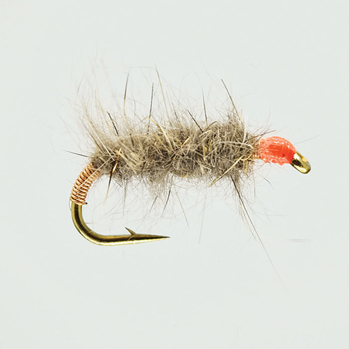KILLER BUG