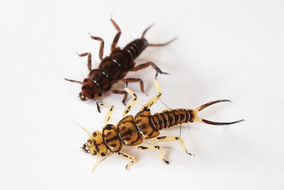Realistic Stonefly Nymph Body with Tails