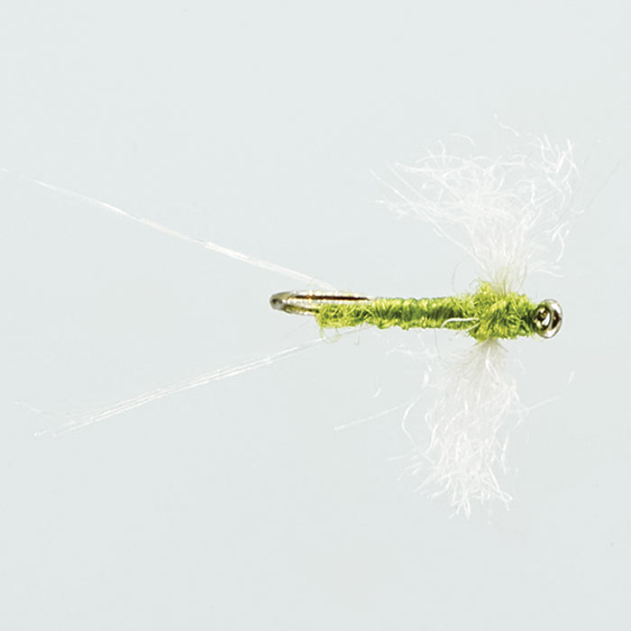 OLIVE