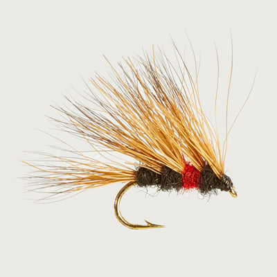 SEDGEHOGS