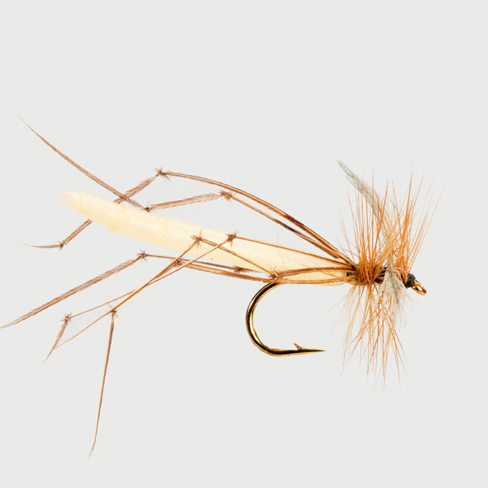 DETACHED BODY DADDY LONG LEGS
